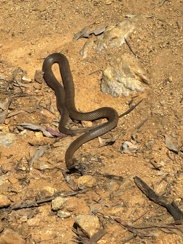 Eastern Brown Snake sighting