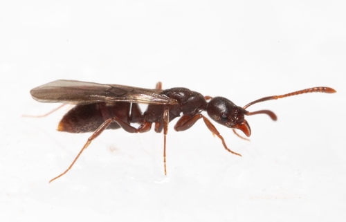 Hypoponera foreliHypoponera foreli