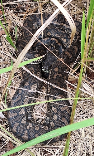 Coastal Carpet Python sighting