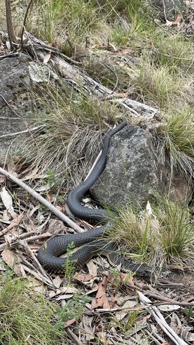 Highlands Copperhead sighting