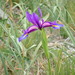 Iris boissieri - Photo (c) luisrodrigues, todos los derechos reservados, subido por luisrodrigues