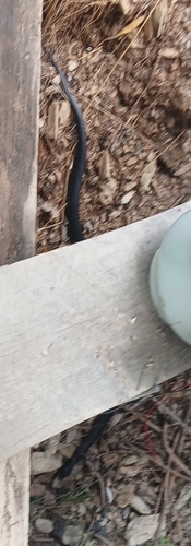 Red-bellied Black Snake sighting