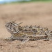Texas Horned Lizard - Photo (c) Fero Bednar, all rights reserved, uploaded by Fero Bednar