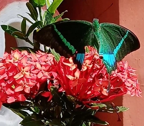 Common Banded Peacock Swallowtail
