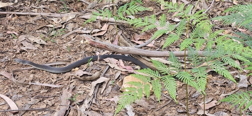 Highlands Copperhead sighting