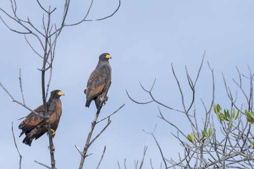 Rufous Crab Hawk