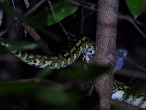 Carpet Python sighting