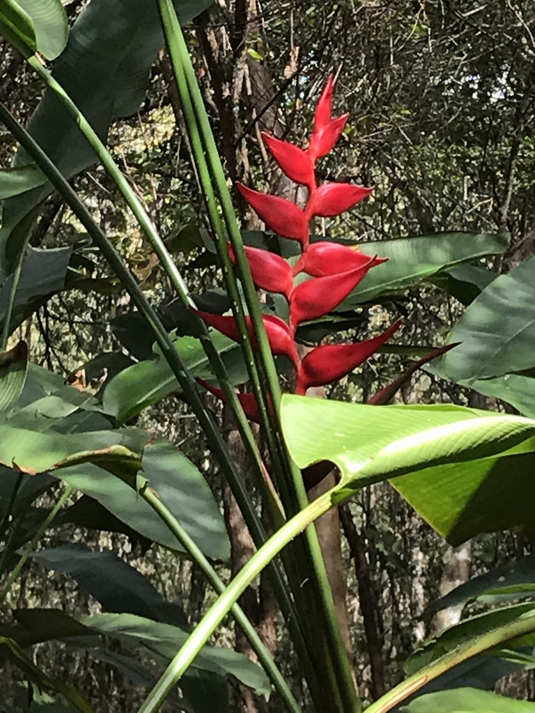Heliconia uxpanapensis