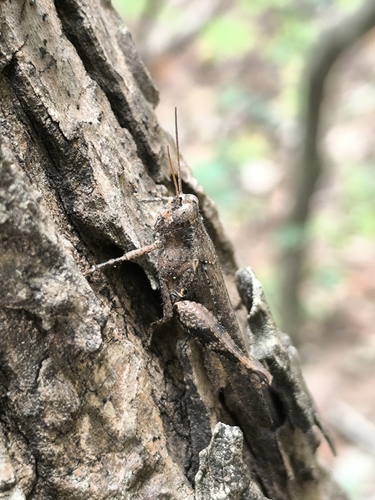 Rufous-legged Grasshopper