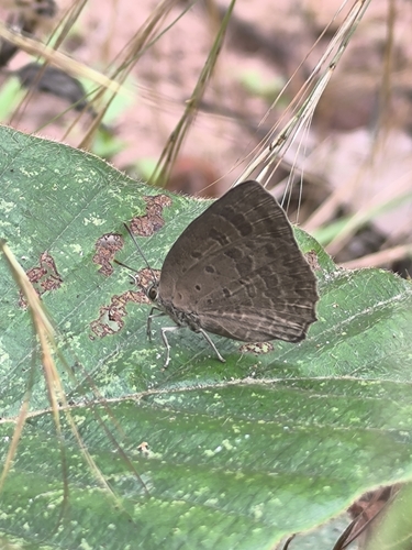 Plain Tailess Oakblue