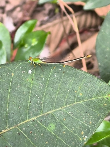 Orange-tailed Sprite