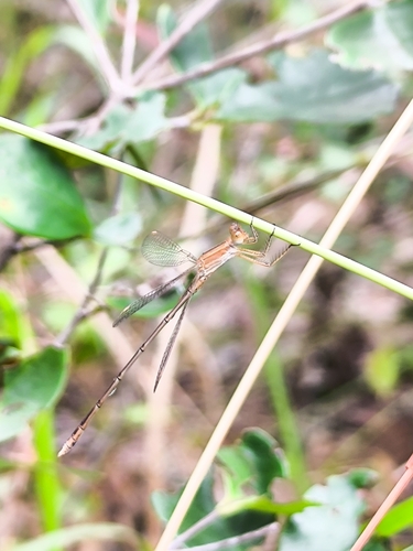 Dusky Spreadwing