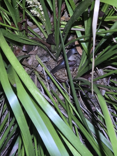 Slaty-grey snake sighting