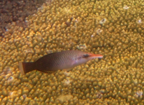Bird Wrasse — seen at this dive site