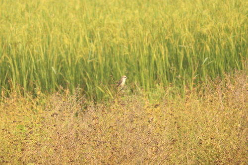 Brown Shrike