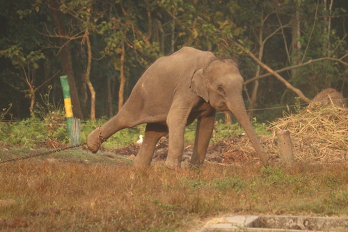 Mainland Asian Elephant