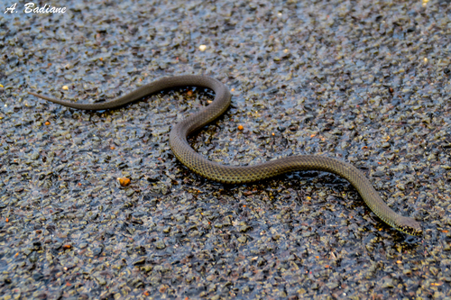 Pygmy Copperhead sighting