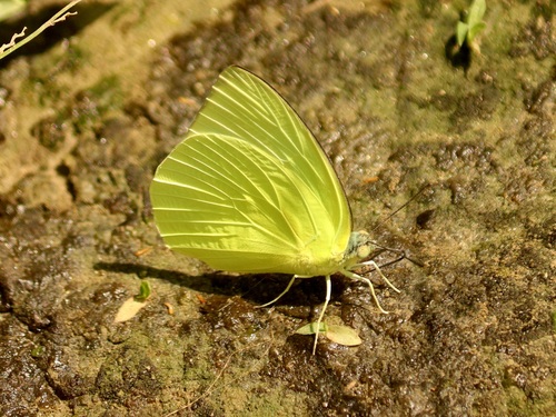Lemon Migrant