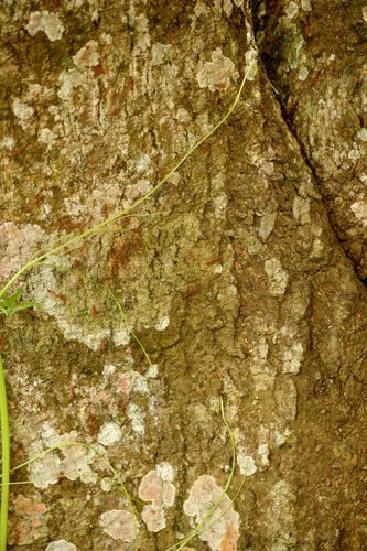 Asian Weaver Ant