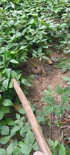 Russell's Viper