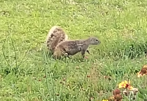 South African Ground Squirrel