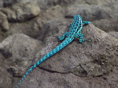 Clarión Tree Lizard