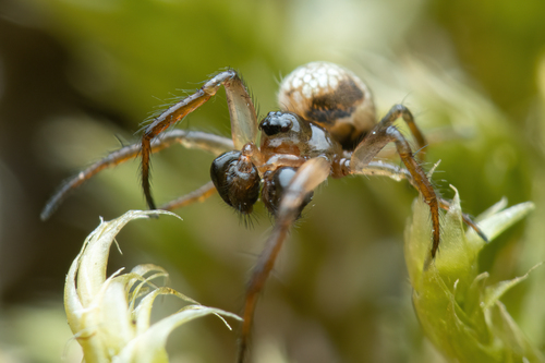 Theridiosoma gemmosum (L.Koch, 1877)