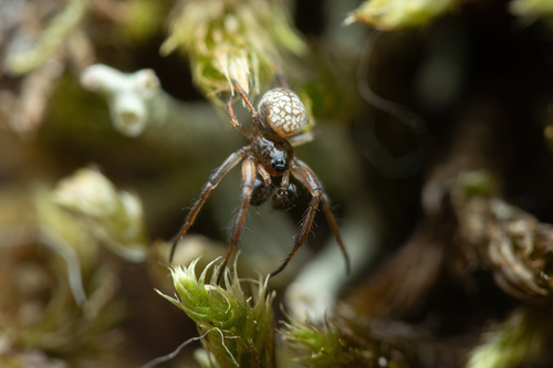 Common Eastern Ray Spider