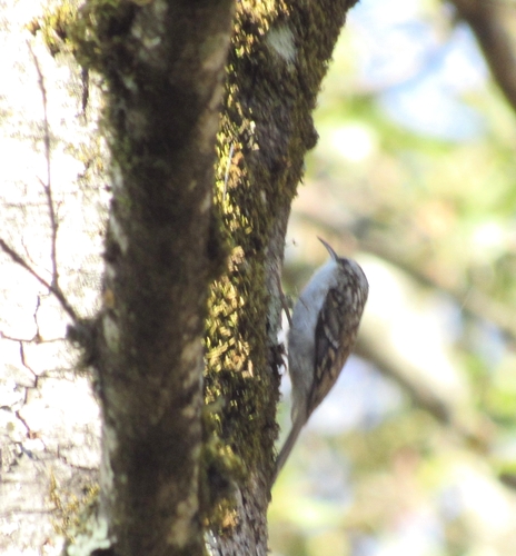Eurasian Treecreeper
