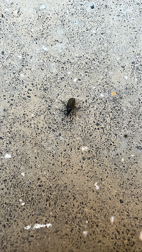 Unknown species found near SE Fourth Ave, Gainesville, FL, US