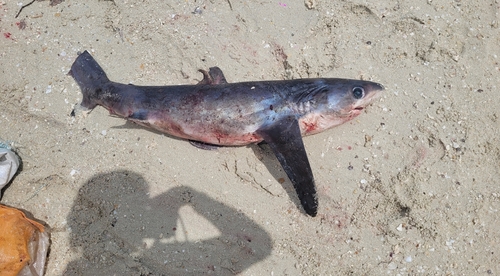 Pelagic Thresher Shark