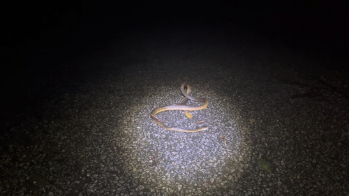 Brown Tree Snake sighting