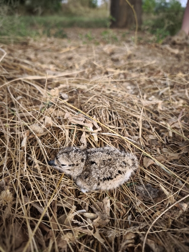 Senegal Thick-knee