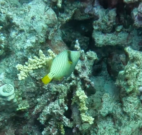 Balistapus undulatus