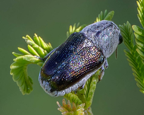 Coscinoptera aeneipennis (J.L.LeConte, 1858)