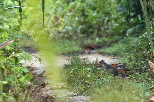 White-striped Dorcopsis (Dorcopsis hageni) — Least Concern Mammalia