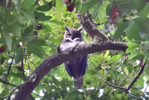 View observation of {o.common_name} on iNaturalist