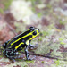 Sira Poison Dart Frog - Photo (c) Brad Wilson, all rights reserved, uploaded by Brad Wilson