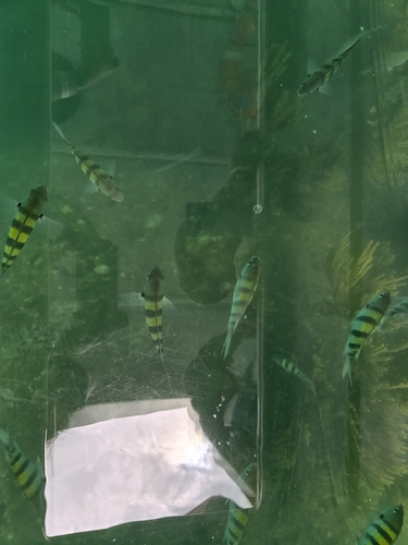 Abudefduf saxatilis