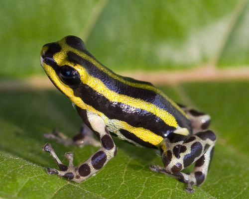 Pasco Poison Frog (Ranitomeya lamasi) · iNaturalist