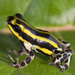 Pasco Poison Frog - Photo (c) Brad Wilson, all rights reserved, uploaded by Brad Wilson