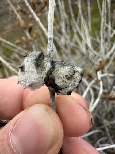 Unknown species found near Jackson County, US-OR, US