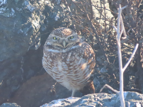 View observation of {o.common_name} on iNaturalist