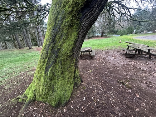 Big-leaf Maple winter