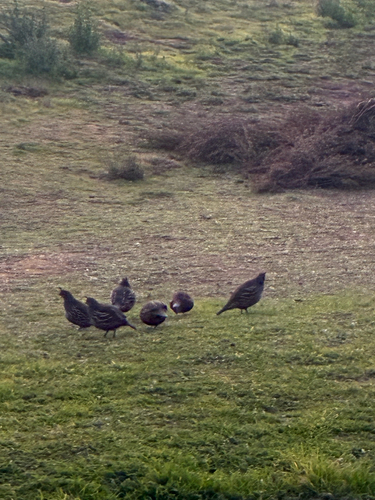 iNaturalist observation photo of California Quail