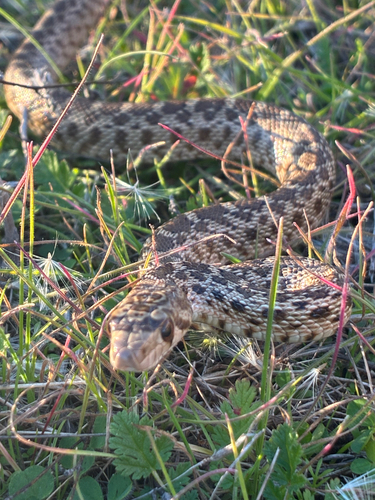 iNaturalist observation photo of Pacific Gopher Snake