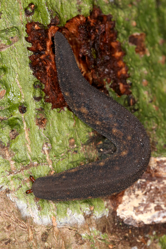 Genus Atopos · iNaturalist