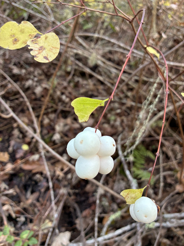 iNaturalist observation photo of Common Snowberry