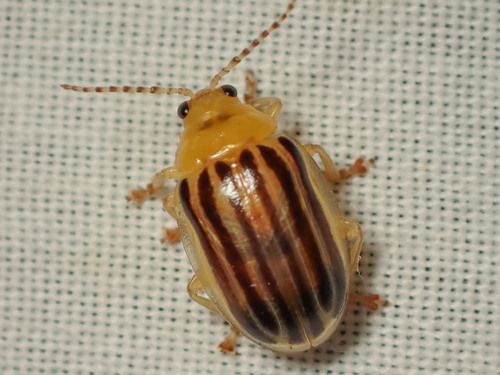 Oides Sp Oides sexlineata · iNaturalist