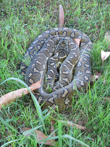 Carpet Python sighting